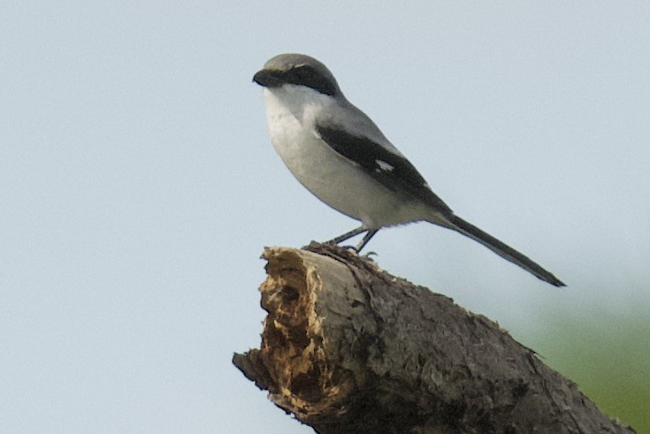 Alcaudón Americano - ML646546233