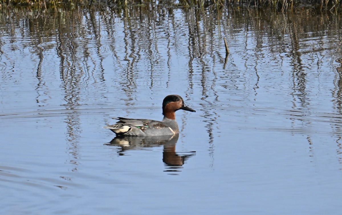 Green-winged Teal - ML646546235