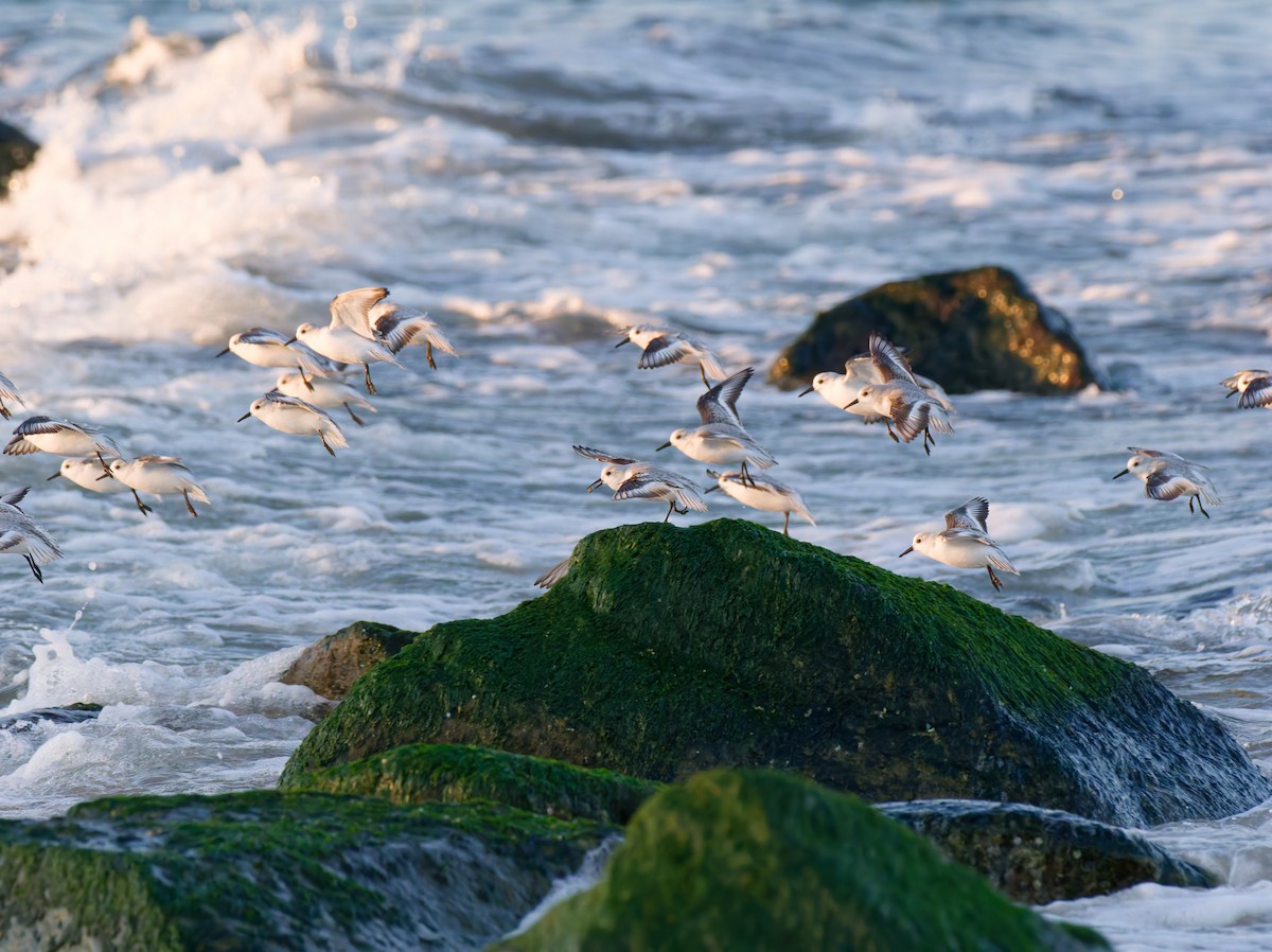 Песчанка - ML646546236