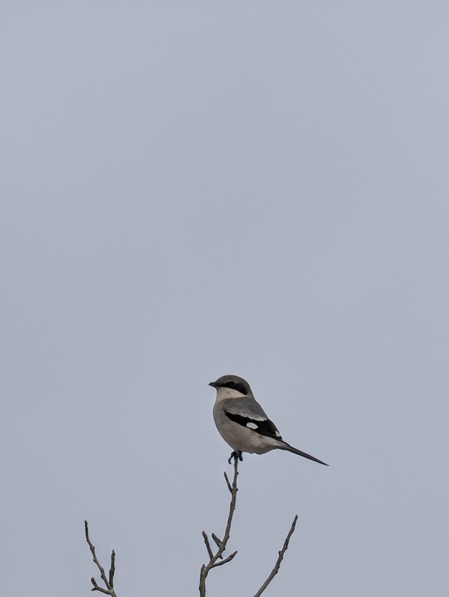 Loggerhead Shrike - ML646546241