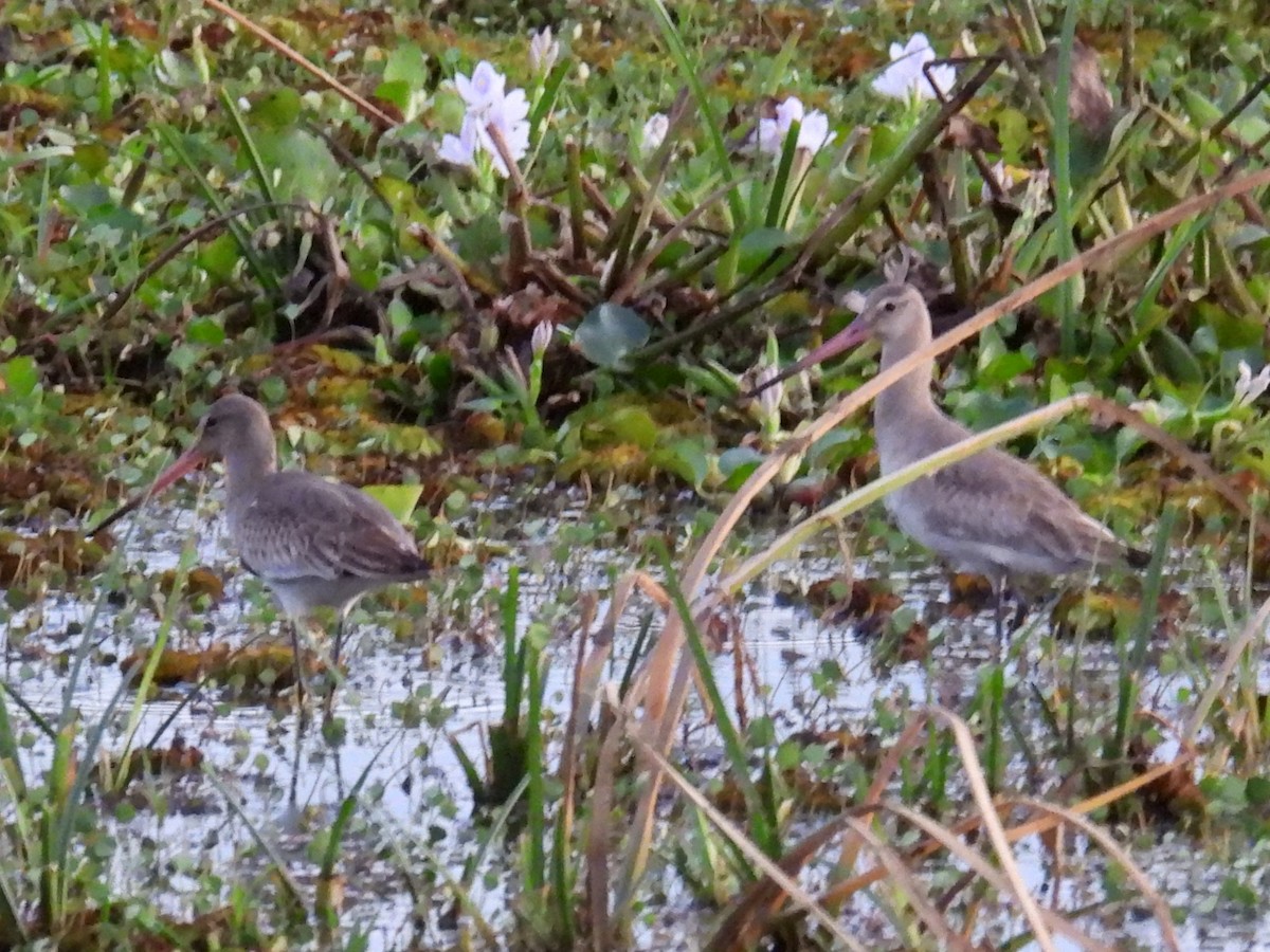 Pittima reale - ML646546242