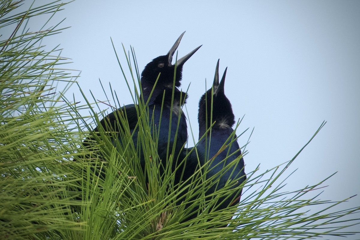 Zanate Marismeño - ML646546243