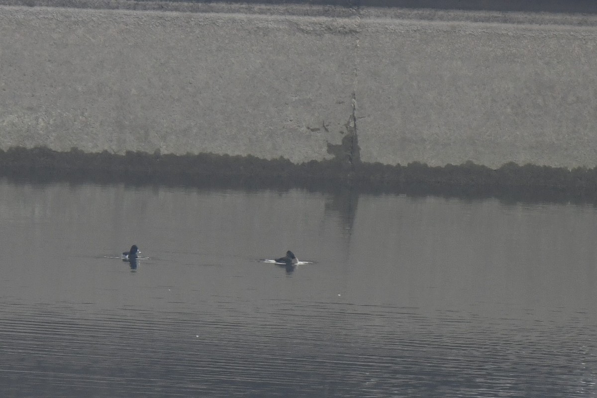 環頸潛鴨 - ML646546246