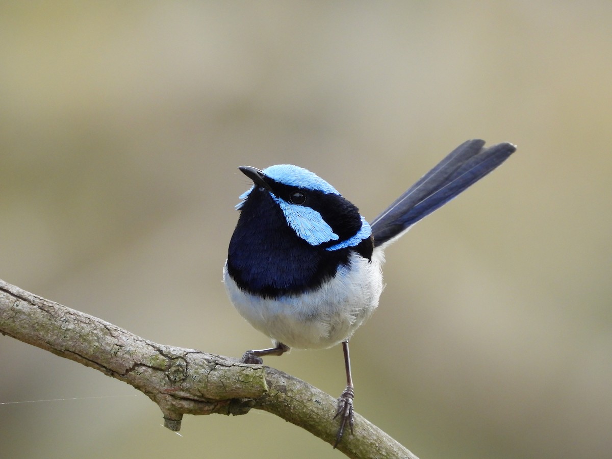 modropláštník nádherný - ML646546247