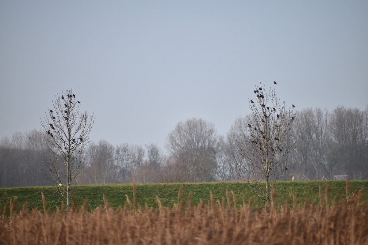 European Starling - ML646546248