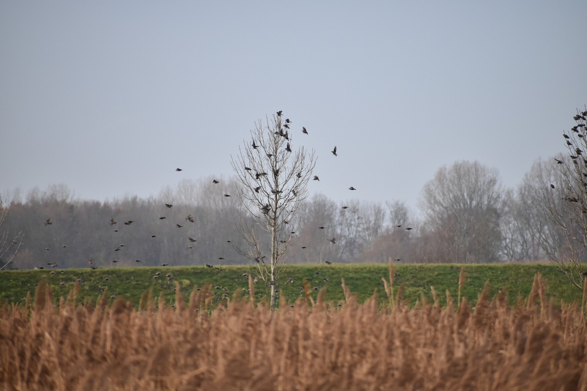 European Starling - ML646546249