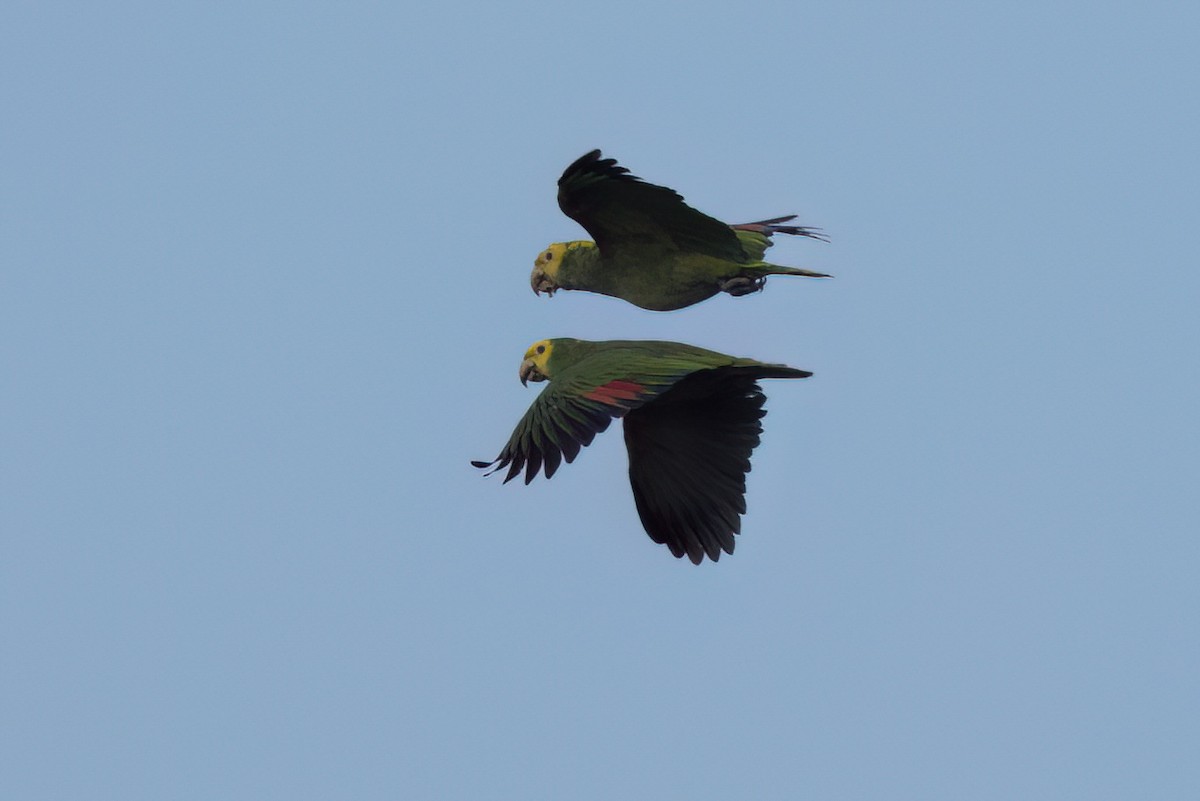Yellow-headed Amazon - ML646546252