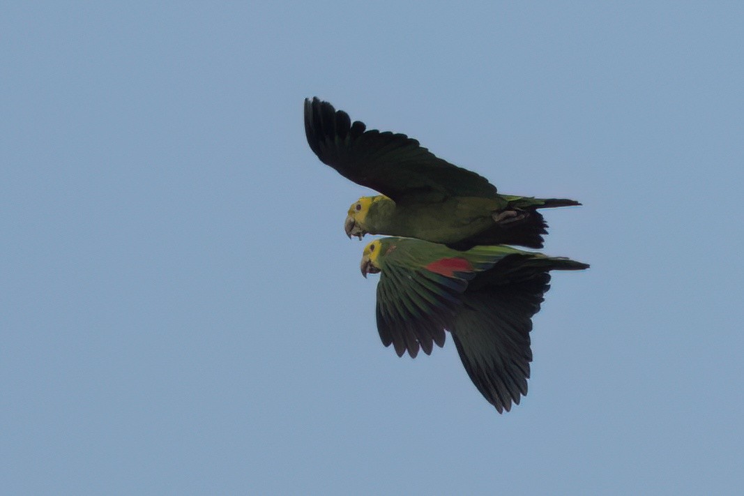 Yellow-headed Amazon - ML646546253