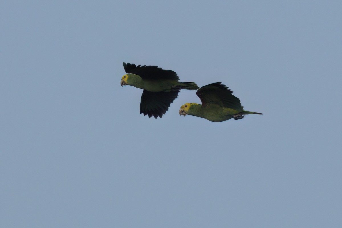 Yellow-headed Amazon - ML646546254