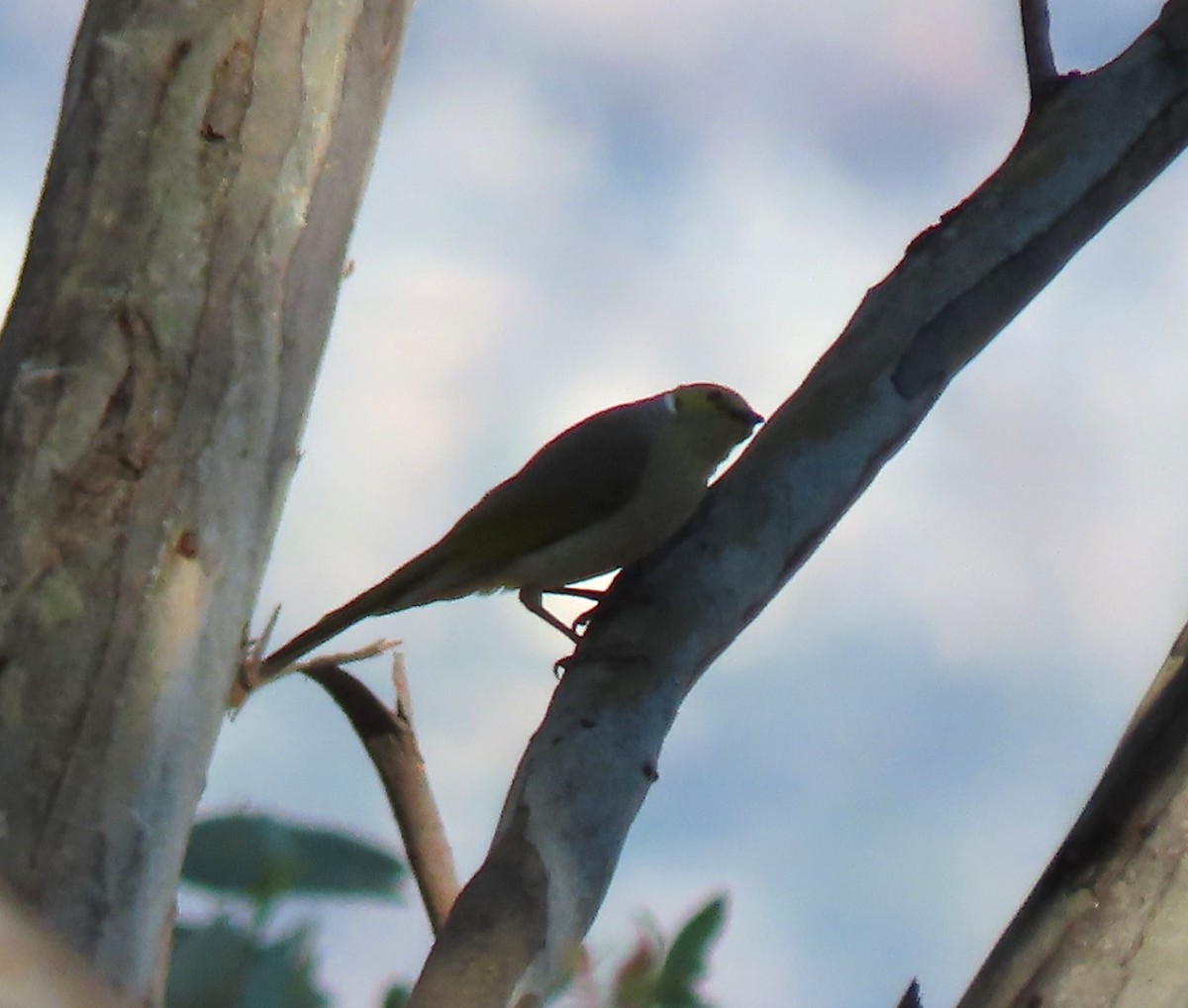 White-plumed Honeyeater - ML646546255