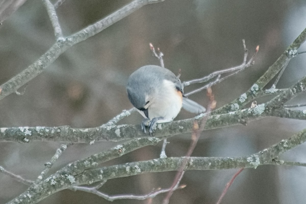 Tufted Titmouse - ML646546256