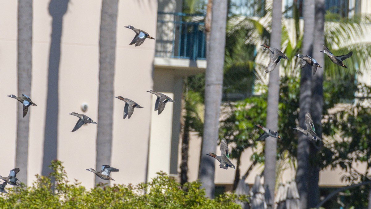 Чирянка блакитнокрила - ML646546258