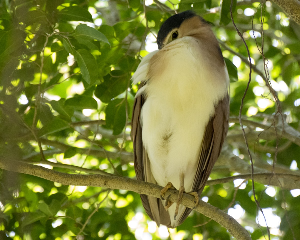 Martinete Canelo - ML646546259