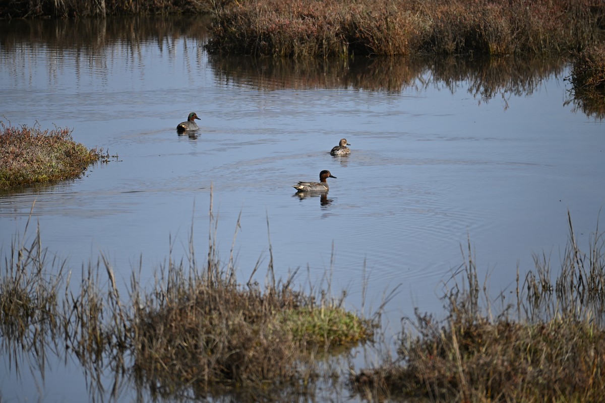 Green-winged Teal - ML646546266