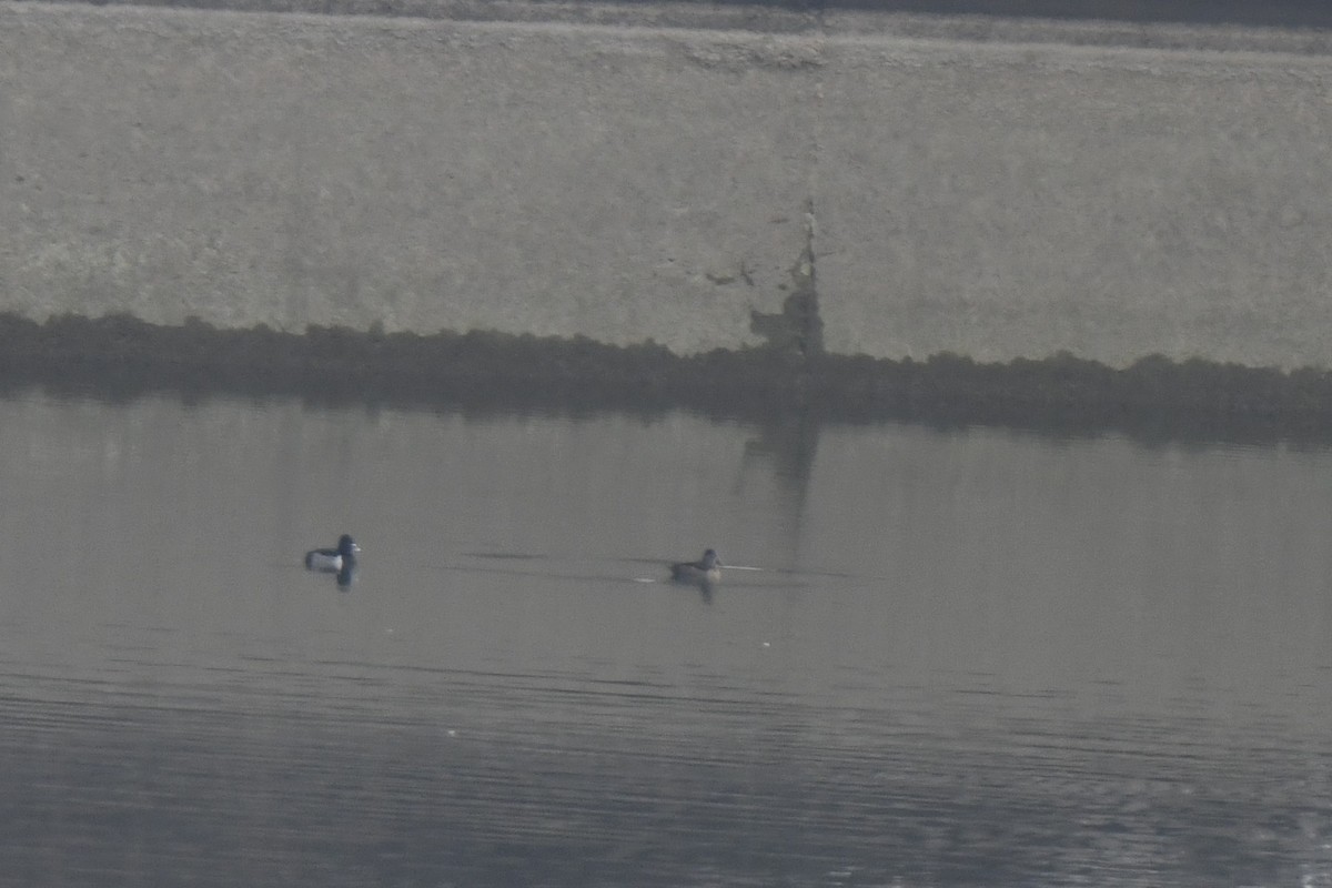 環頸潛鴨 - ML646546267