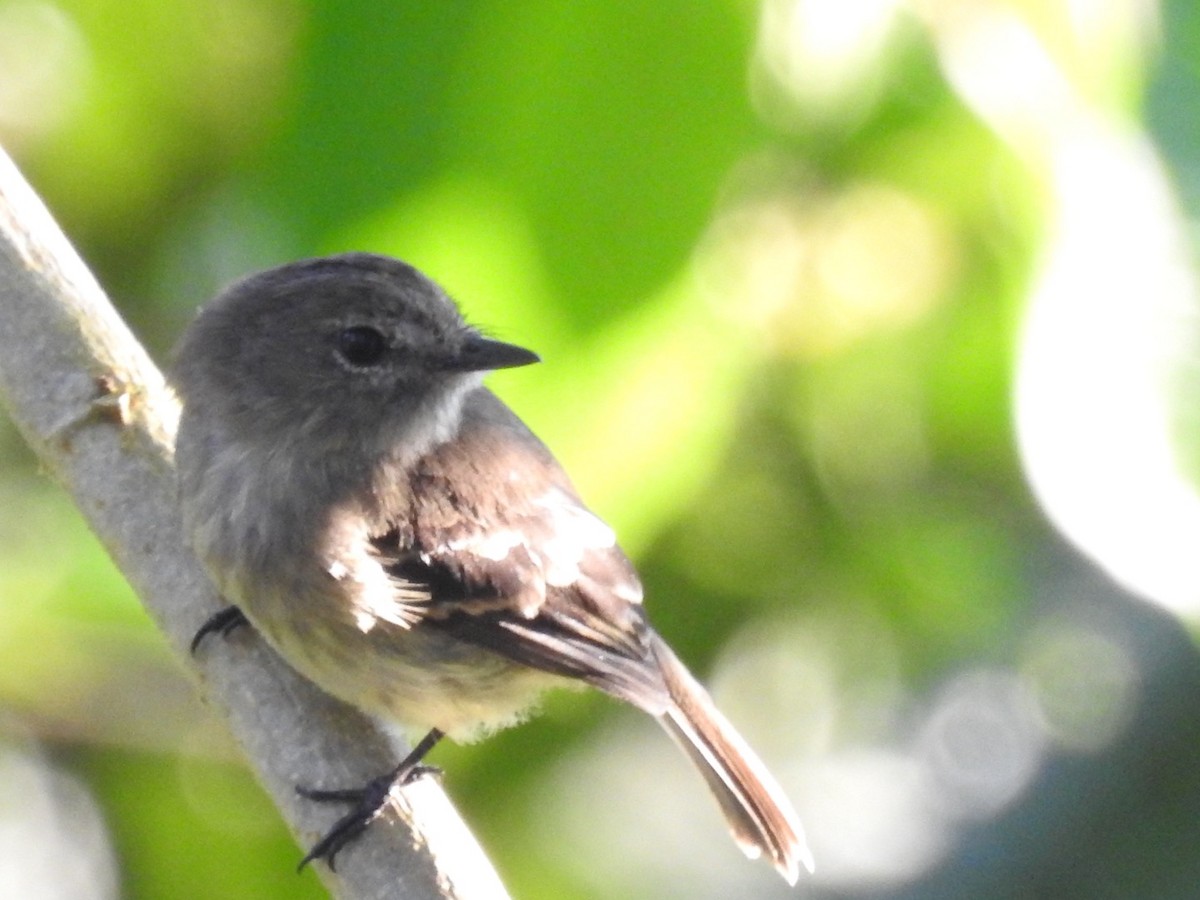 Olive-chested Flycatcher - ML646546268
