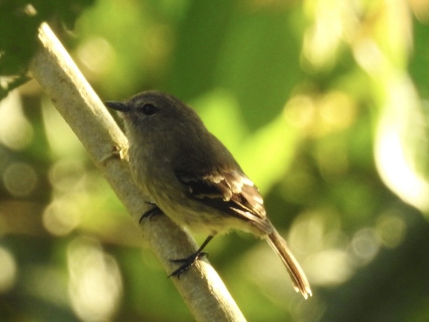 Olive-chested Flycatcher - ML646546269