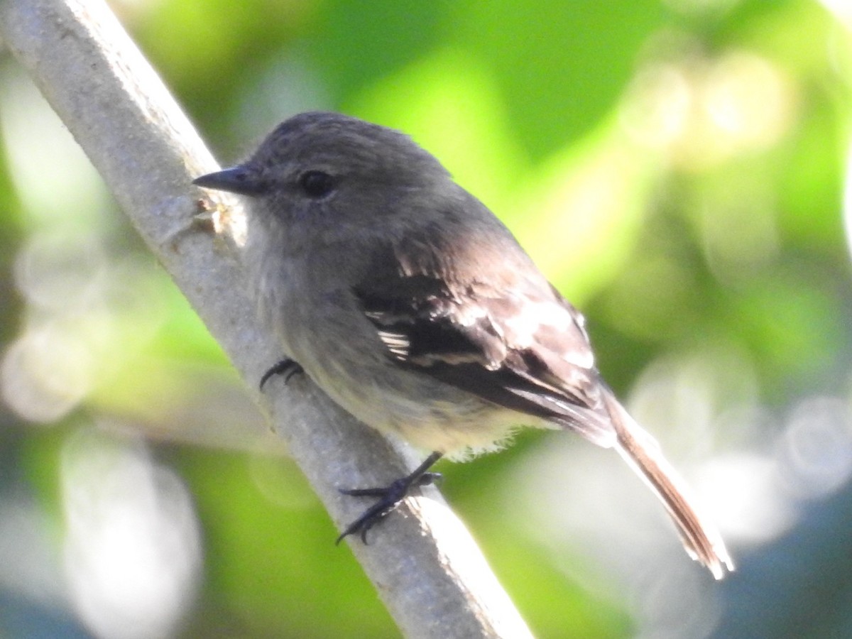 Olive-chested Flycatcher - ML646546270