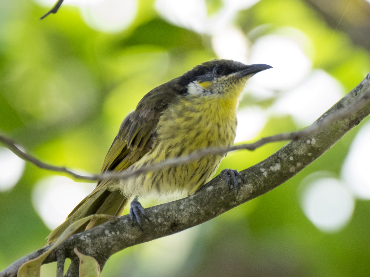 Mielero Versicolor - ML646546275