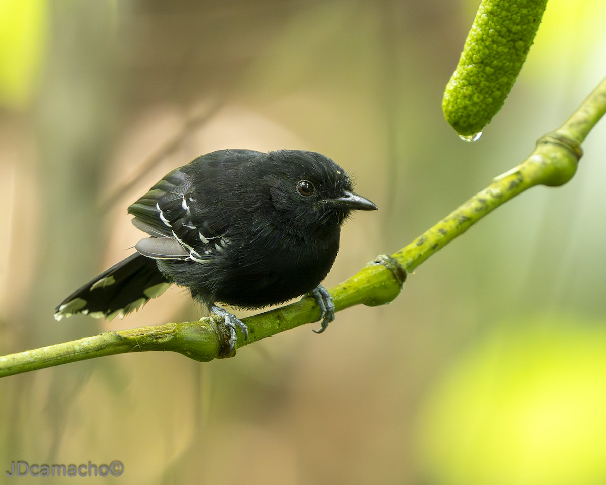 Ману панамський - ML646546279