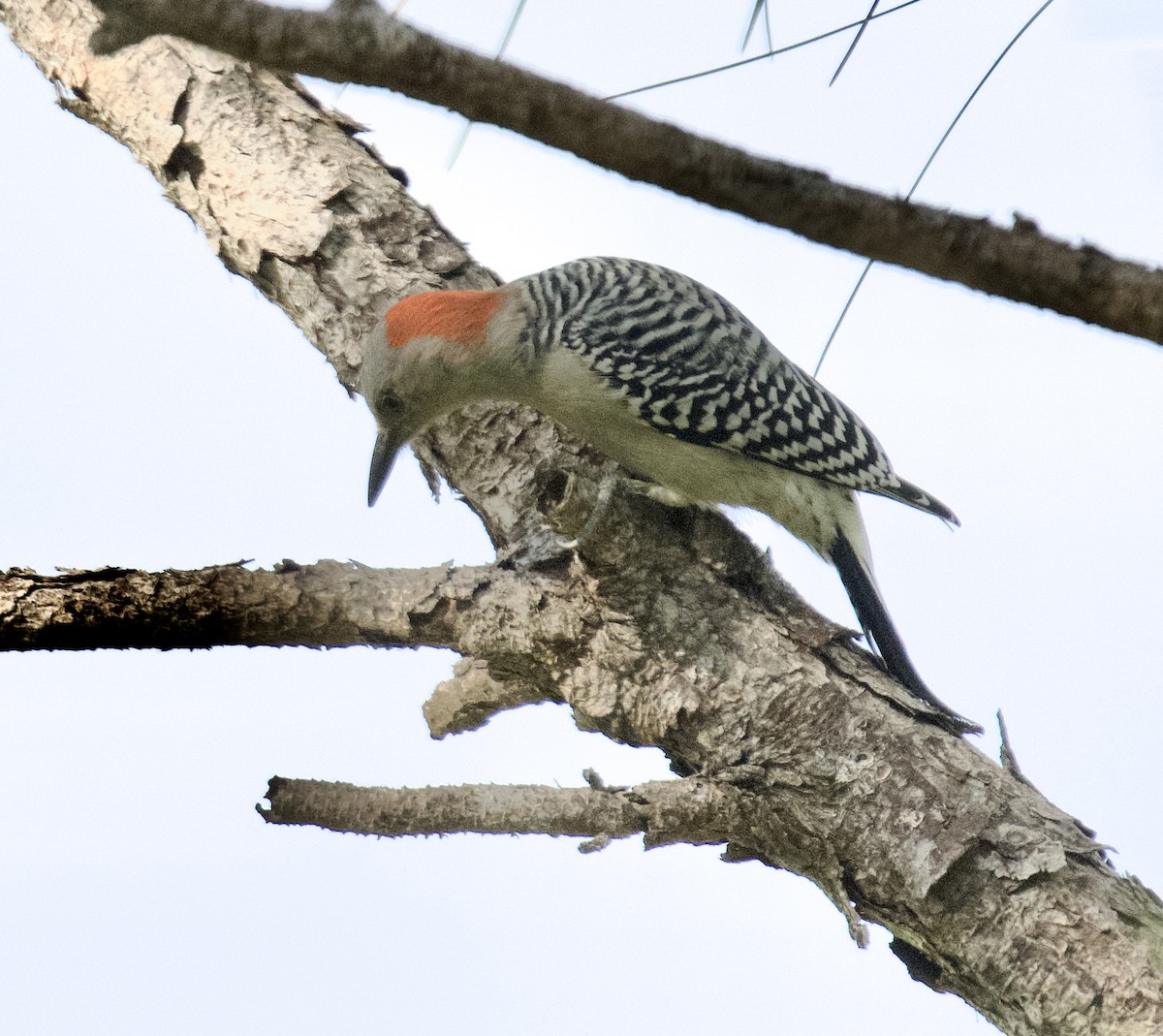Carpintero de Carolina - ML646546281