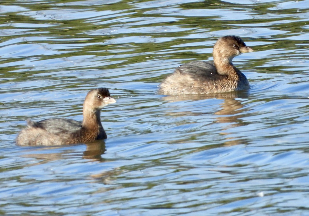 Pied-billed Grebe - ML646546284