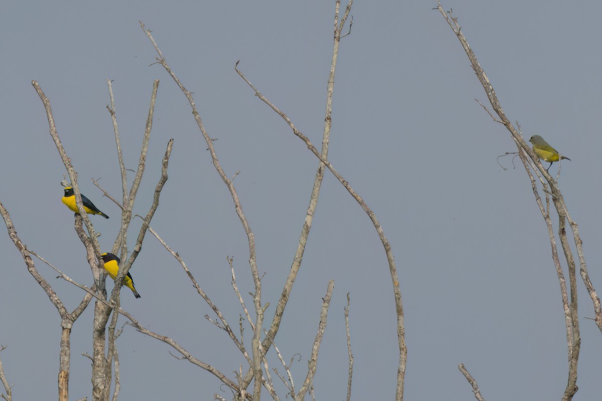 Scrub Euphonia - ML646546286