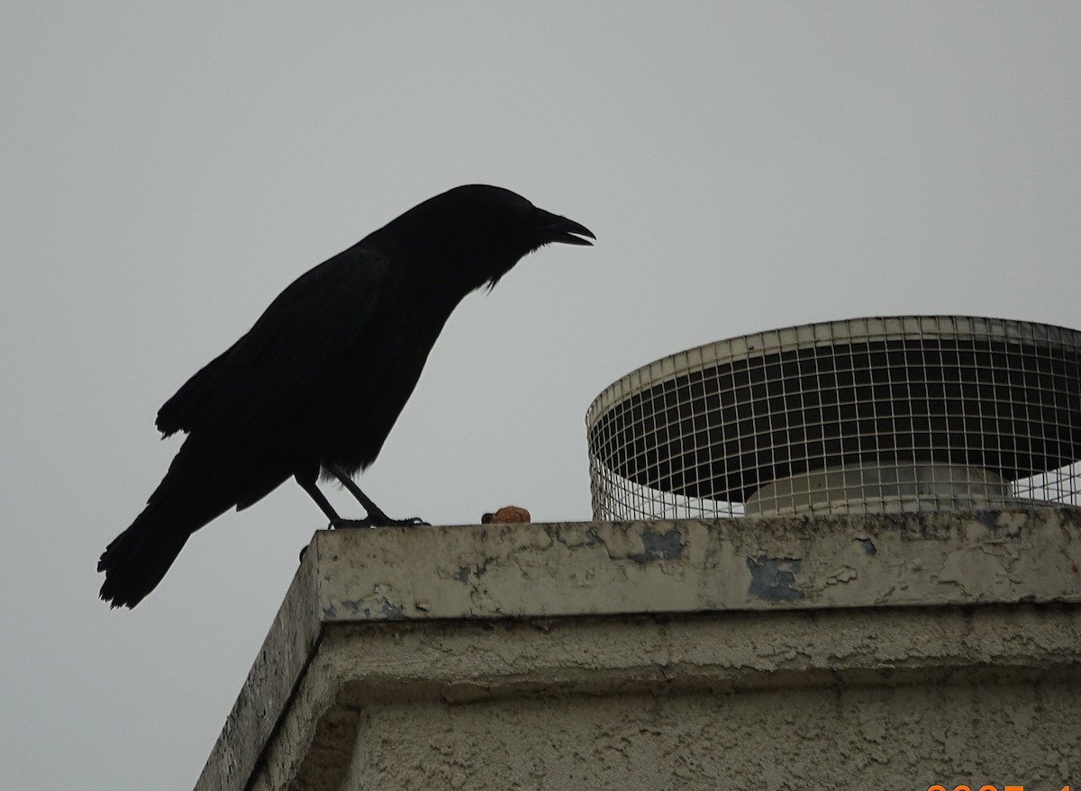 American Crow - ML646546287