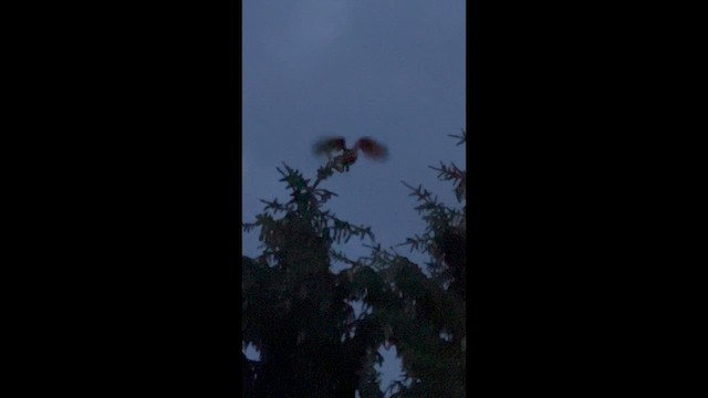 Hontz virginiarra - ML646546289