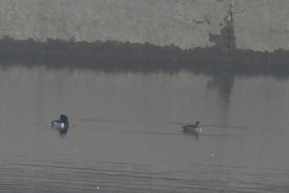 環頸潛鴨 - ML646546291