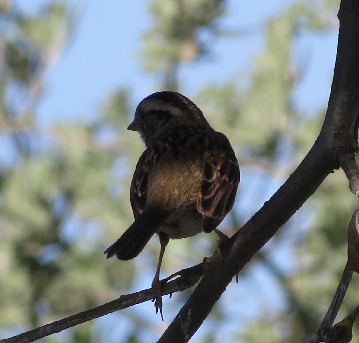 White-throated Sparrow - ML646546292