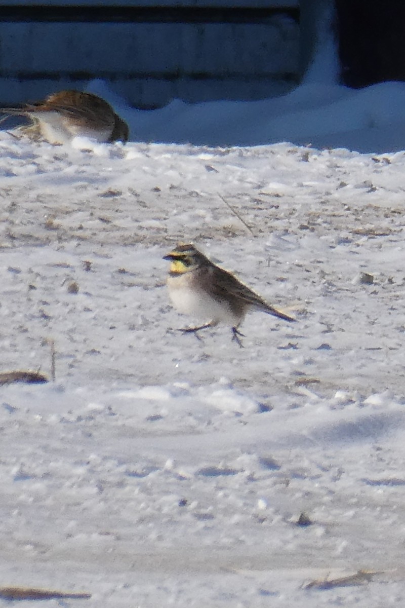 Alondra Cornuda - ML646546296