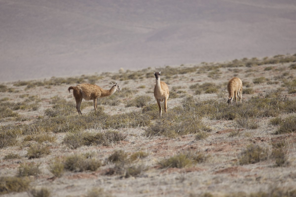 Guanaco - ML646546299