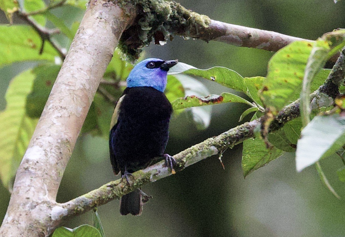 Танагра блакитношия - ML646546300