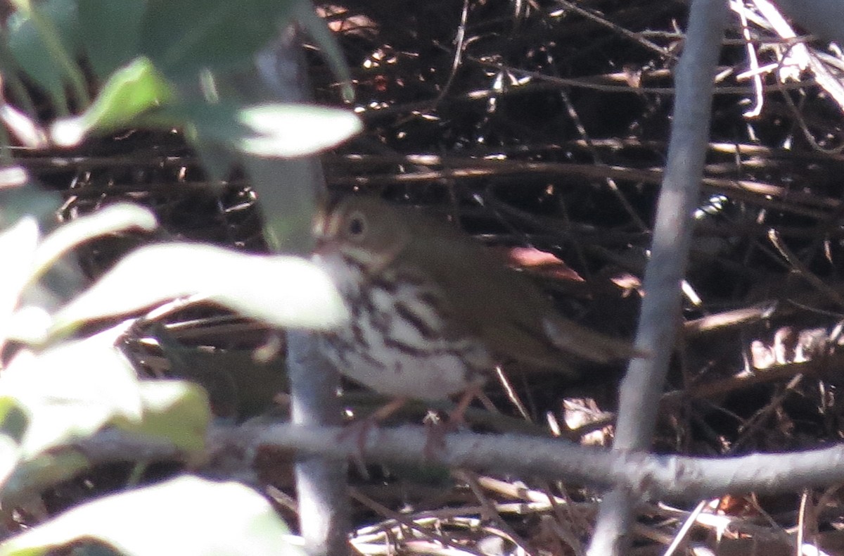 Ovenbird - ML646546301