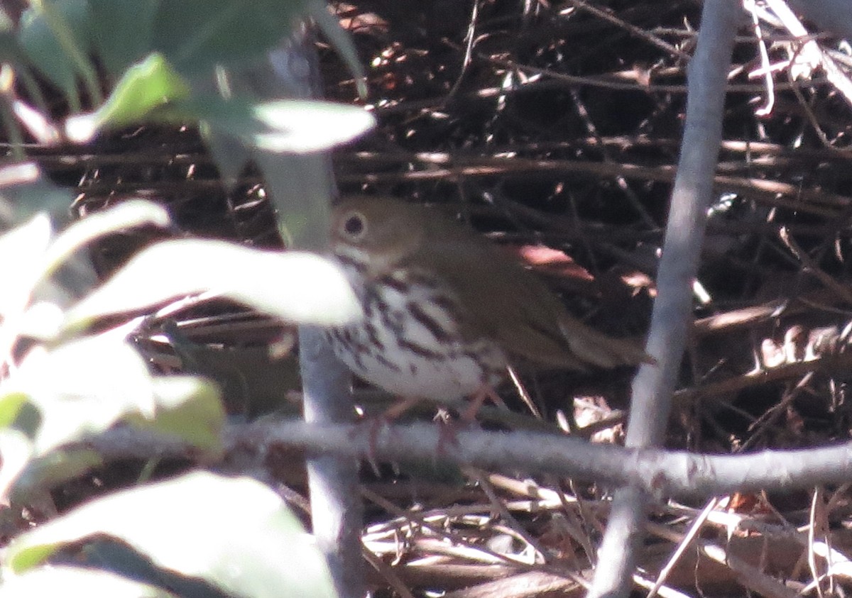 Ovenbird - ML646546302