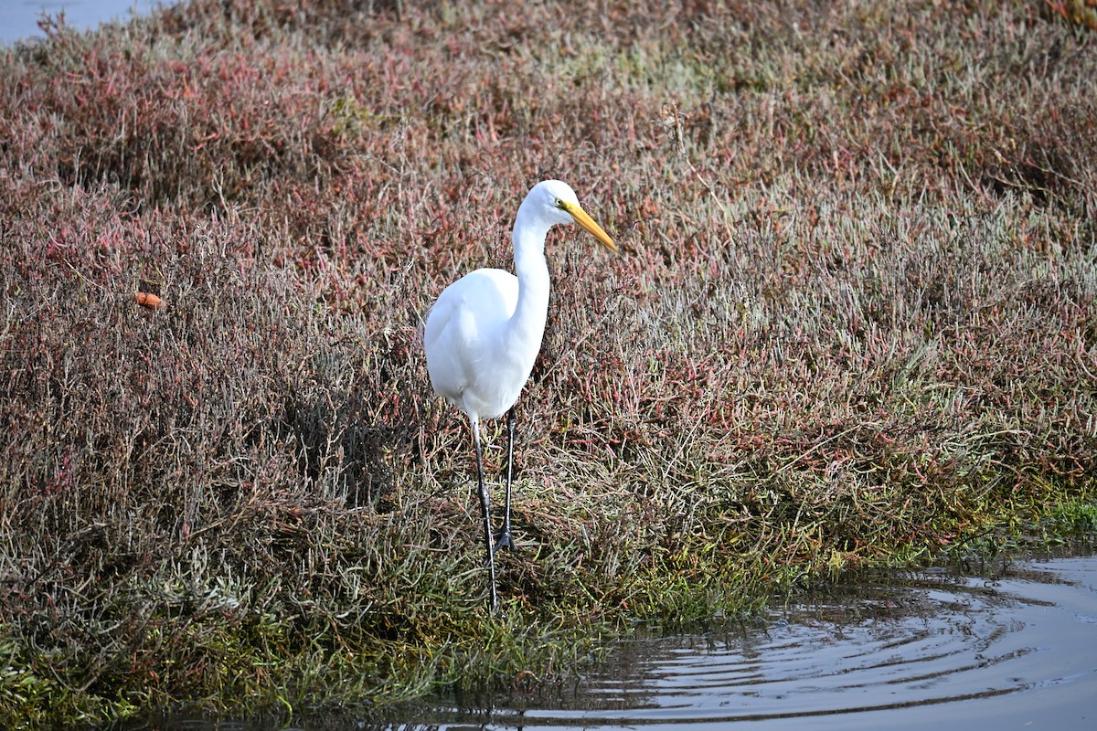 Great Egret - ML646546303