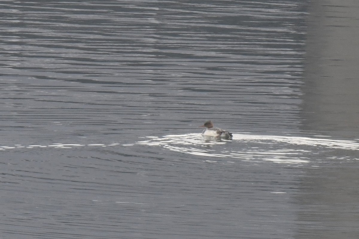 紅胸秋沙 - ML646546304