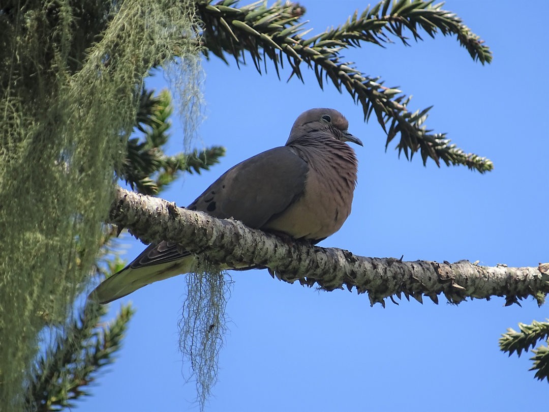 ミミグロバト - ML646546306