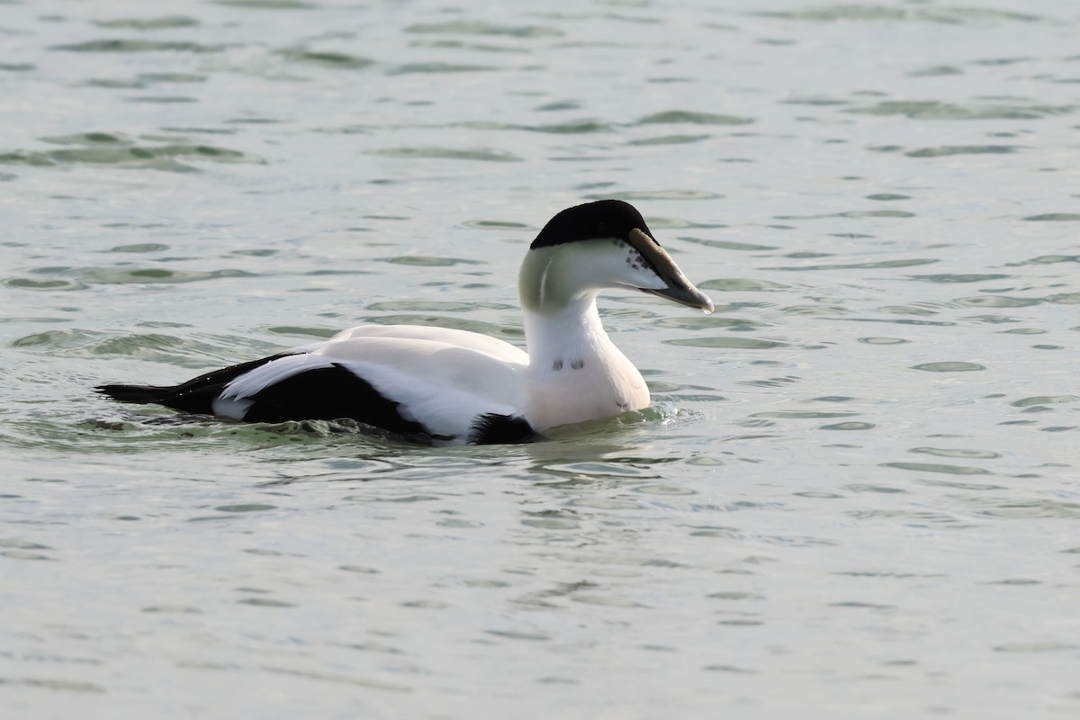 kajka mořská - ML646546307