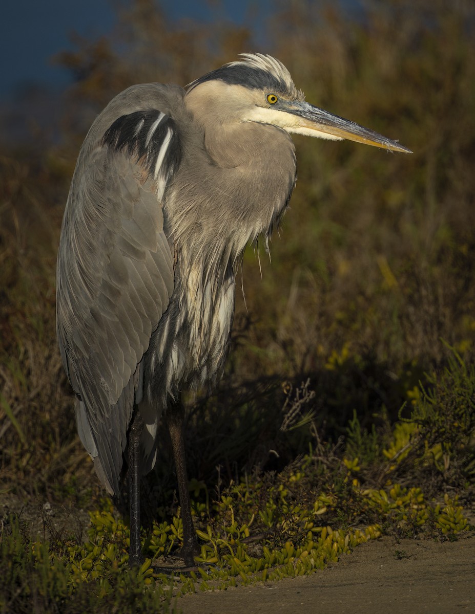 Great Blue Heron - ML646546308