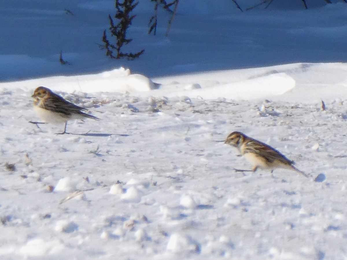 Escribano Lapón - ML646546309