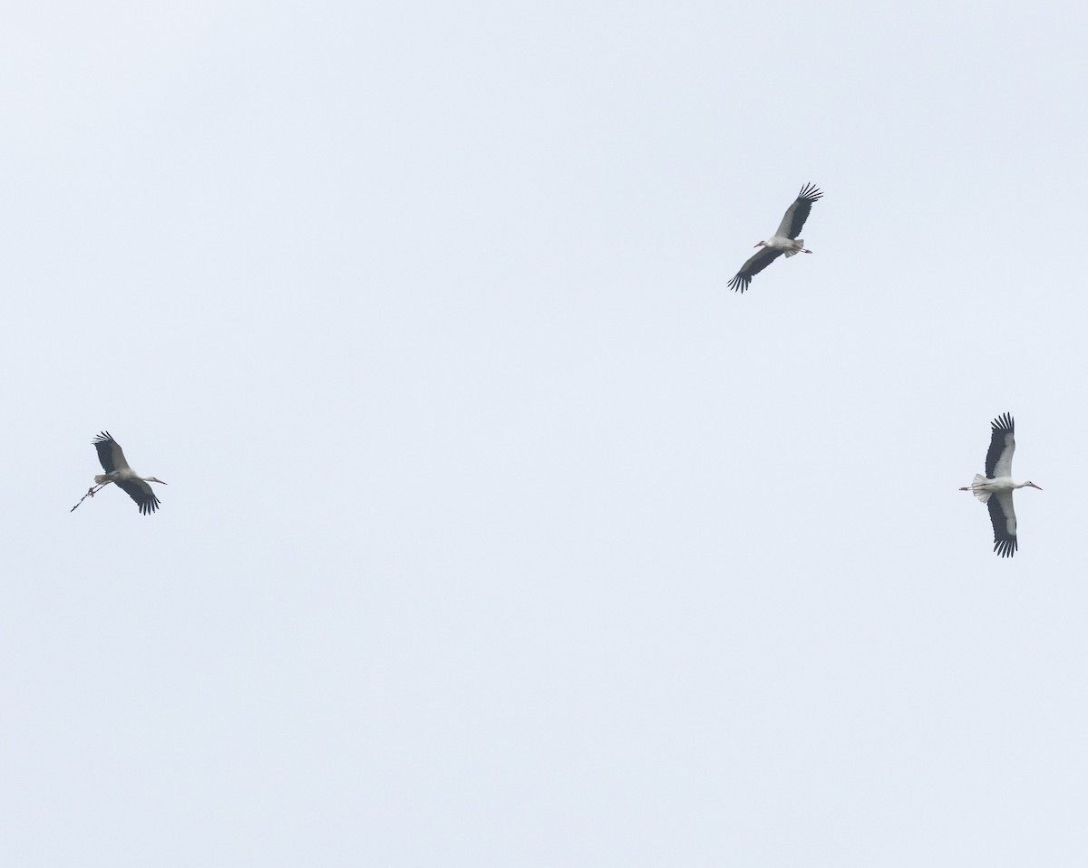 čáp bílý - ML646546311