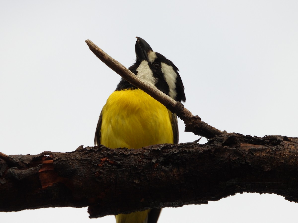 Eastern Shrike-tit - ML646546316