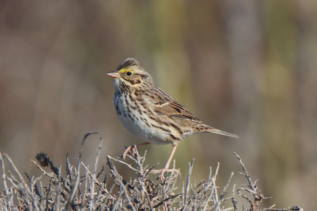 Саванная овсянка - ML646546317