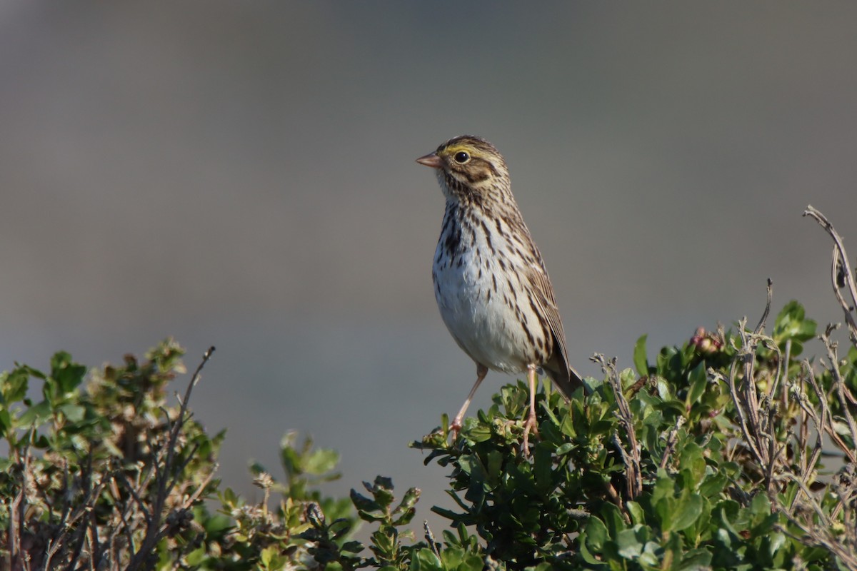 Саванная овсянка - ML646546318