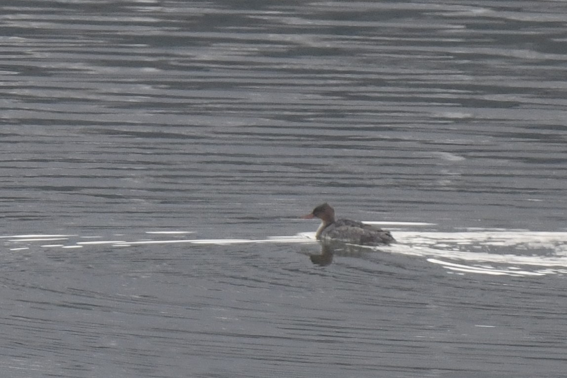 紅胸秋沙 - ML646546319