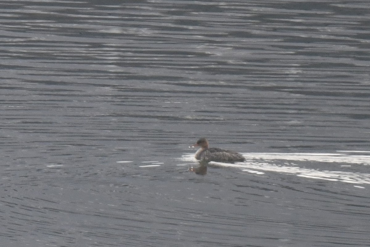 紅胸秋沙 - ML646546325