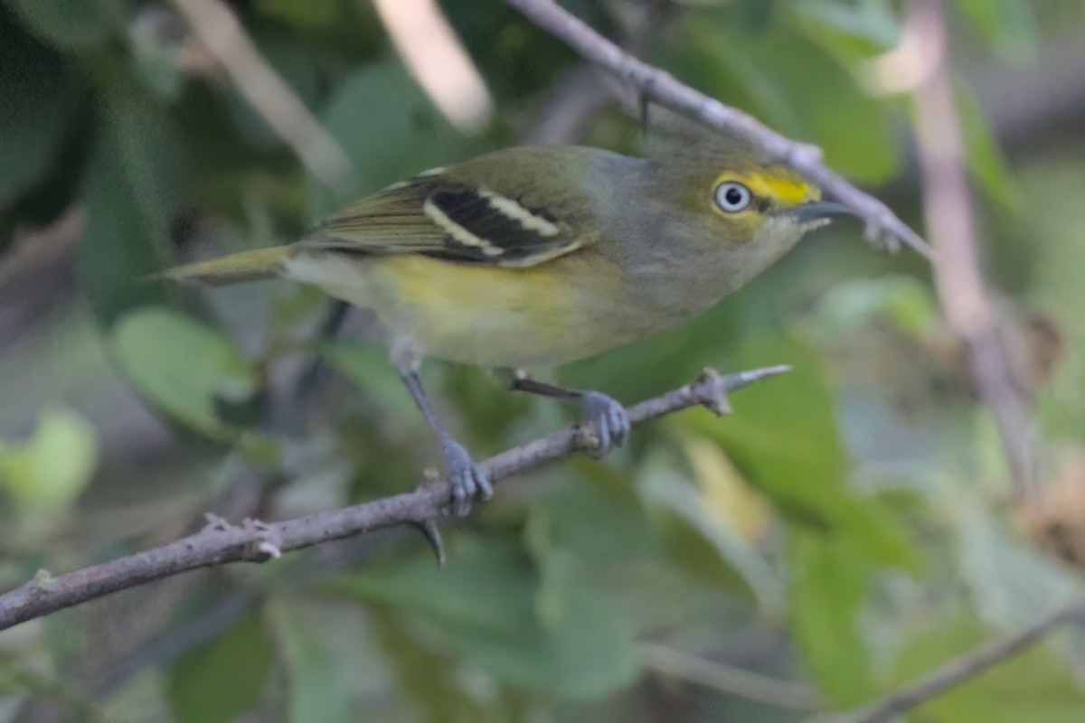 White-eyed Vireo - ML646546327