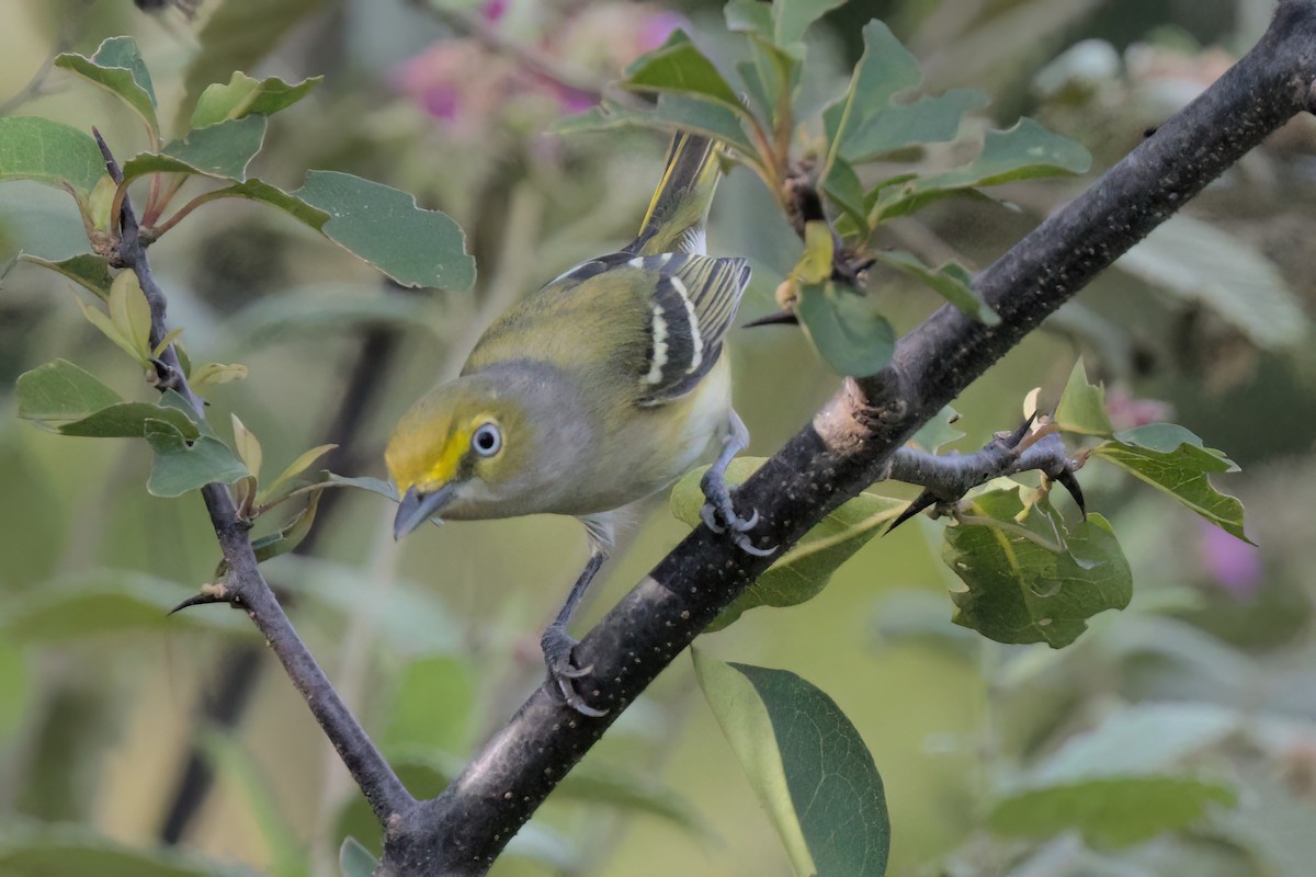 White-eyed Vireo - ML646546328